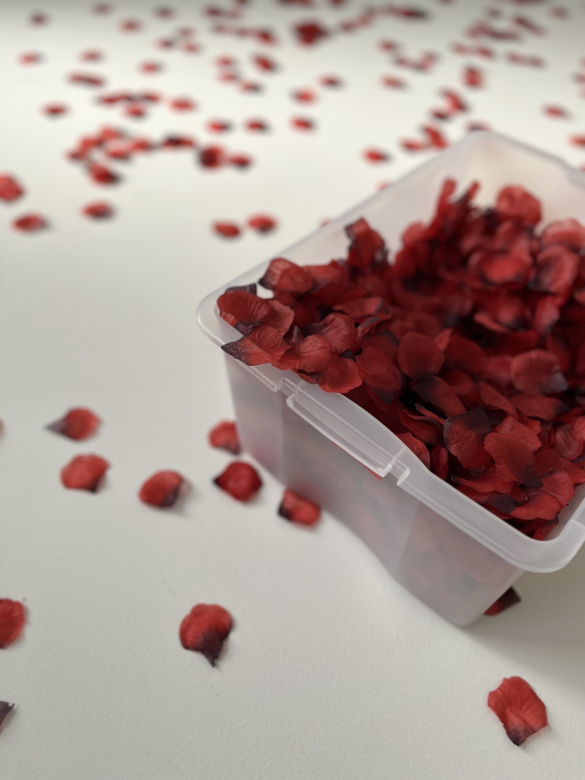 バラの花びら　スタジオベガ